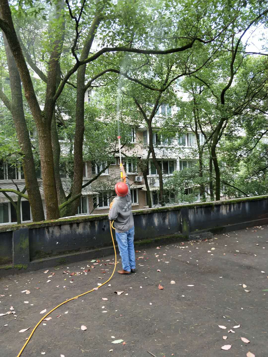 害蟲防控現場